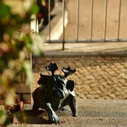 2026-01-08 Brandenburg an der Havel/Waldmöpse/DSC_2339.JPG